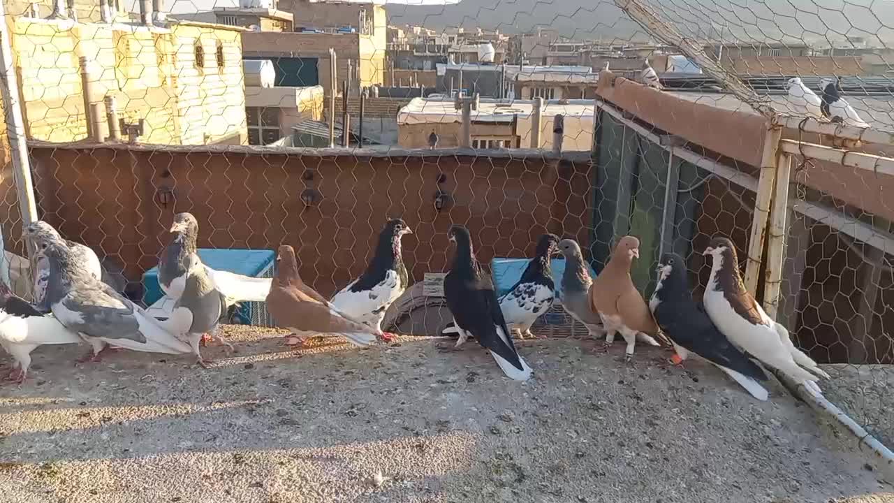 تعداد ۱۳اشهری اجل|پرنده|شیراز, میانرود|دیوار