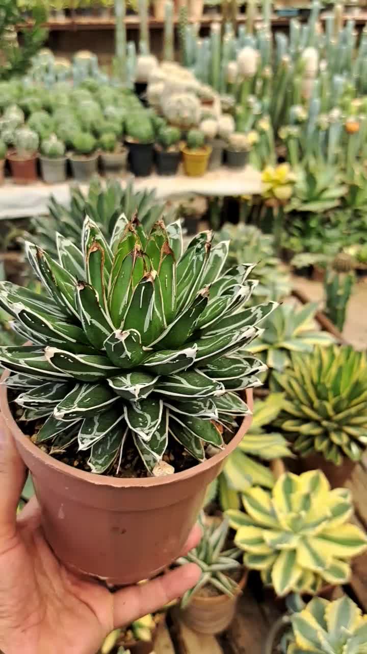 کاکتوس کلکسیونی و بازاری|گل و گیاه طبیعی|تهران, تهرانسر شرقی|دیوار