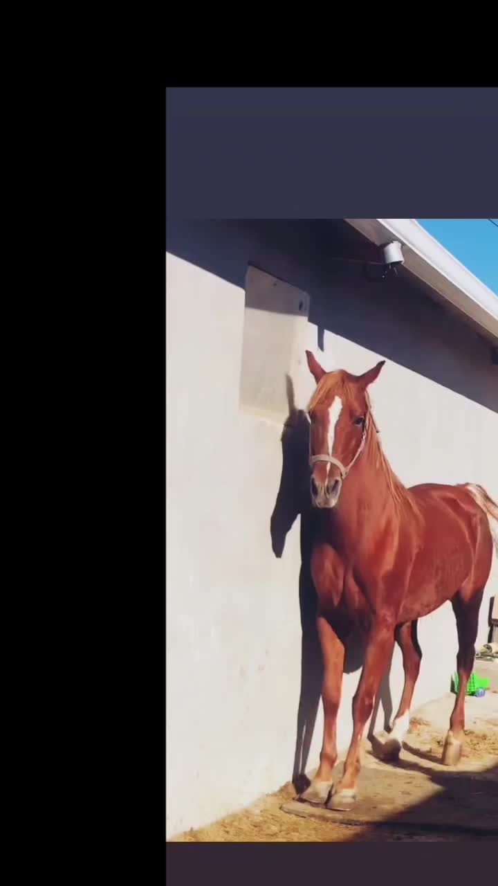 کره جمیل|اسب و تجهیزات اسب‌سواری|مرند, |دیوار