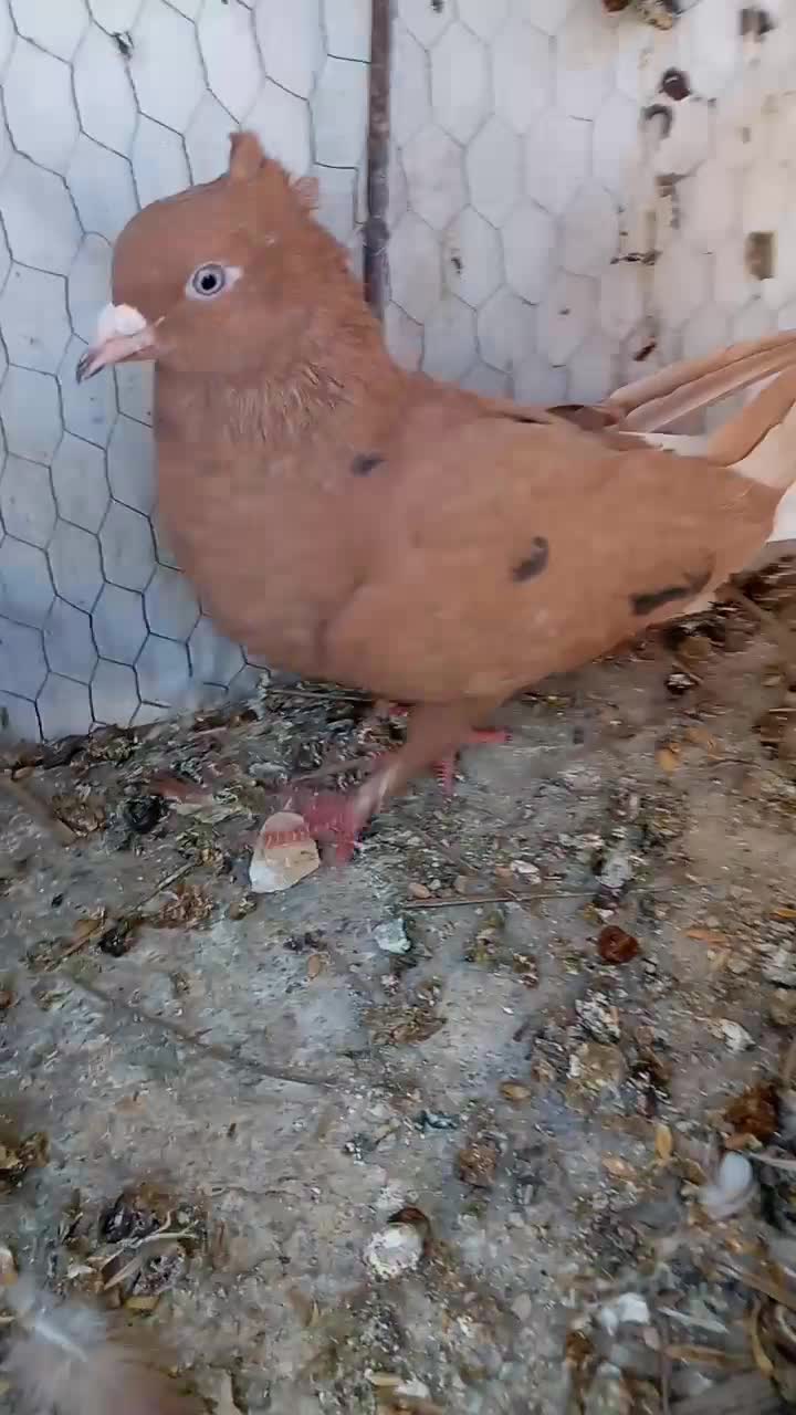 کبوتر|پرنده|جهرم, |دیوار