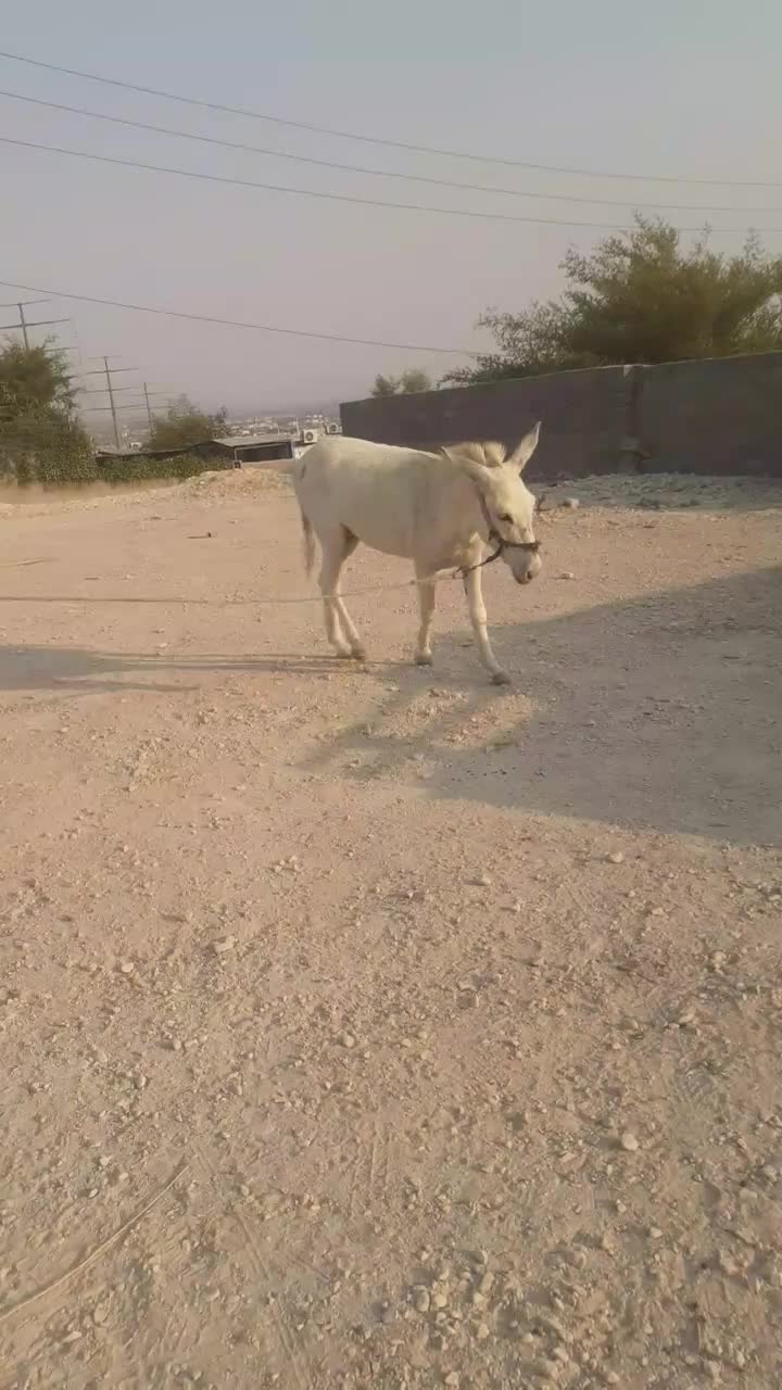 الاغ نر 3ساله|حیوانات مزرعه|عسلویه, |دیوار