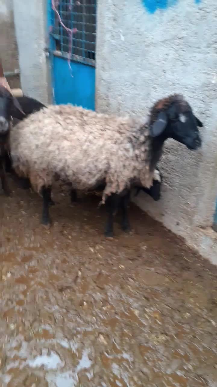 میش و بره|حیوانات مزرعه|جوادآباد, |دیوار