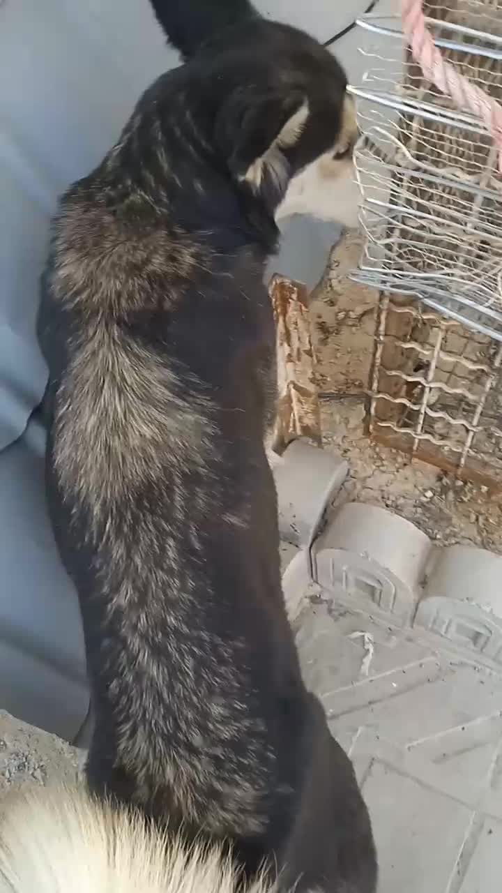 سگ هاسکی|سگ|ایلام, |دیوار