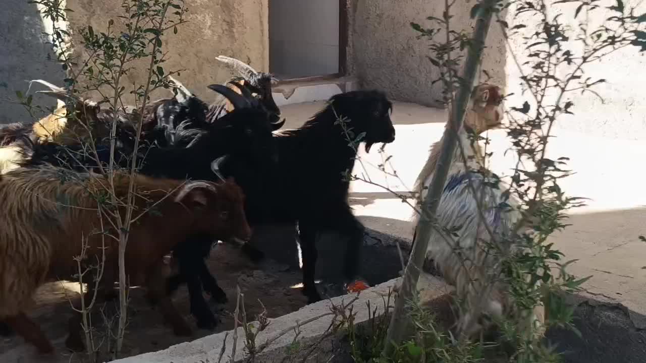 بزغاله های نر 25کیلویی|حیوانات مزرعه|کرج, فاز ۱ مهرشهر|دیوار