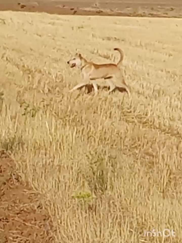 سگ.|حیوانات|سنقر, |دیوار