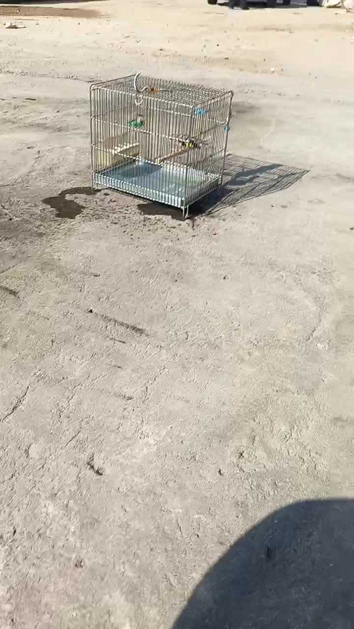 سهره کرمونی نر ب شرط|پرنده|برخوار, |دیوار