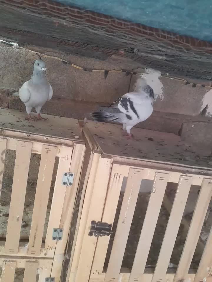 شامیپلاکیمیکس دلبر|پرنده|شیراز, فرودگاه شهید دستغیب شیراز|دیوار