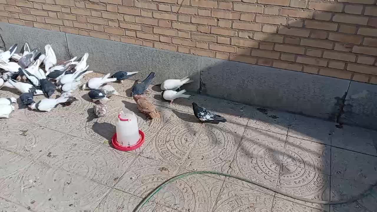 کبوتر نقشی شهرضا|پرنده|شهرضا, |دیوار