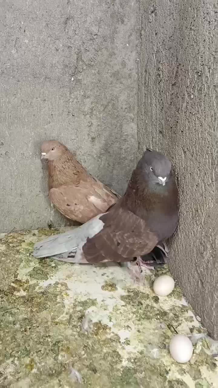 کبوتر|پرنده|تبریز, |دیوار