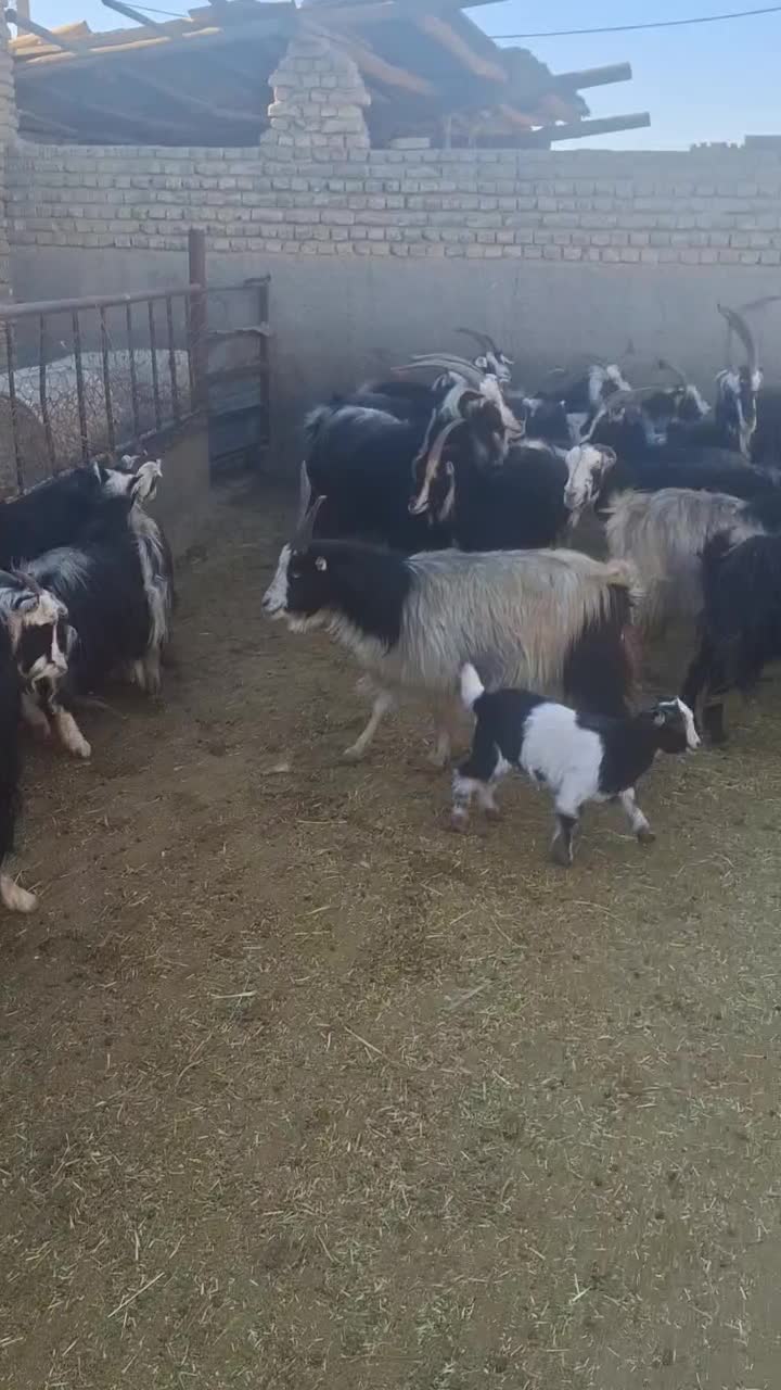 ۳۵راس بز|حیوانات مزرعه|پیشوا, |دیوار