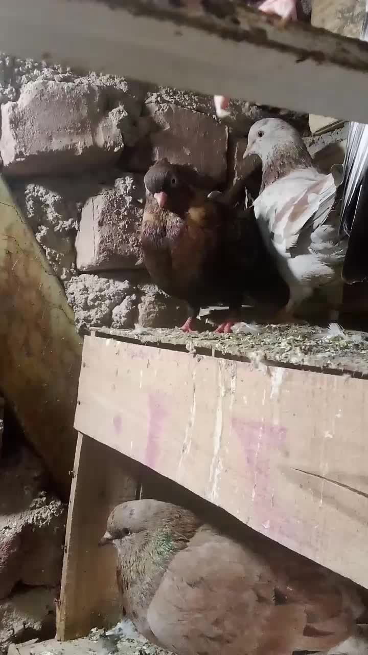 کبوتر|پرنده|بم, |دیوار