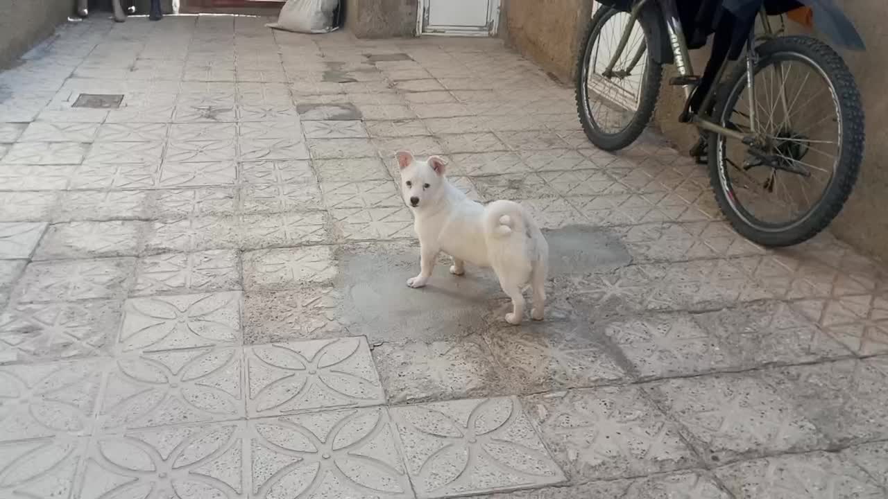 سگ پاکوتاه نژاد جک راسل|سگ|تکاب, |دیوار