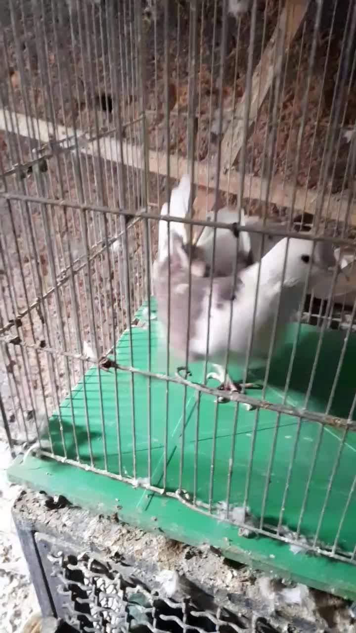 کفتر|پرنده|محلات, |دیوار