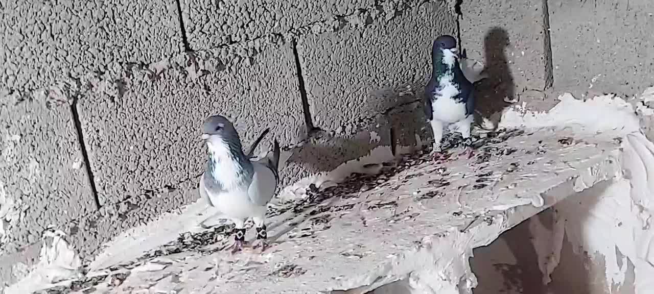 کبوترشهری|پرنده|بوشهر, |دیوار