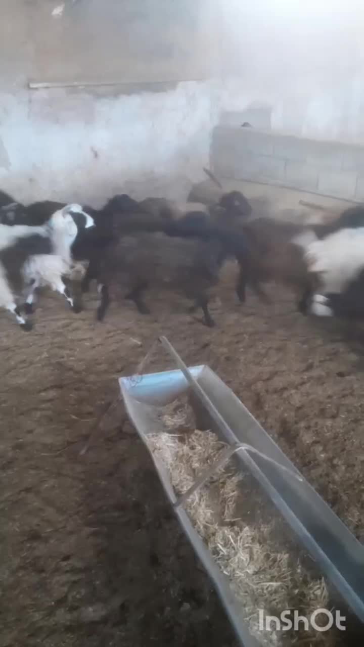 بره|حیوانات مزرعه|رفسنجان, |دیوار