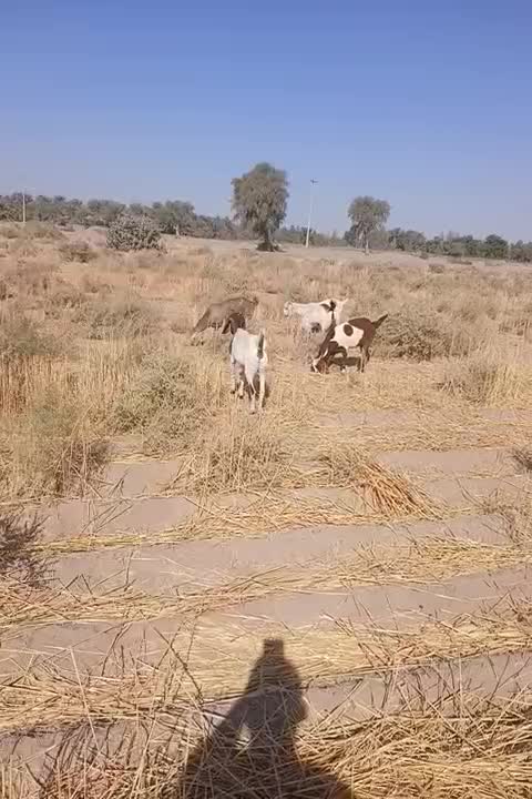 ۴ بزمنگوله دار ویک نری ۸ماهه|حیوانات مزرعه|چاه داد خدا, |دیوار