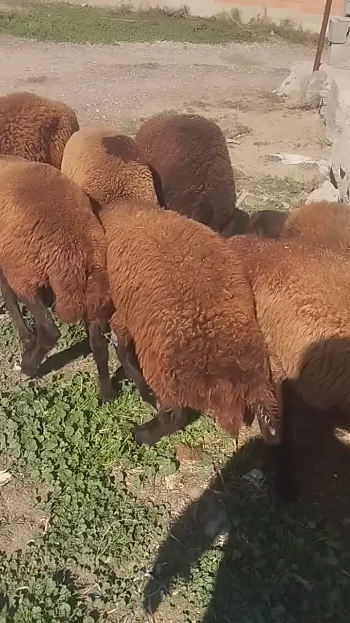 بره|حیوانات مزرعه|سیمین شهر, |دیوار