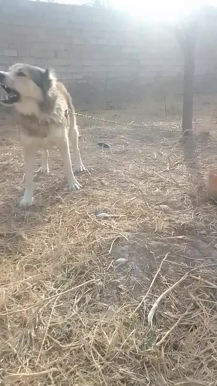 واگزاری سگ سرابی|سگ|آذرشهر, |دیوار