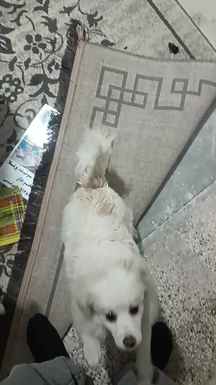 ۲تا سگ پاکوتاه خوشگل بانمک|سگ|شاهرود, |دیوار