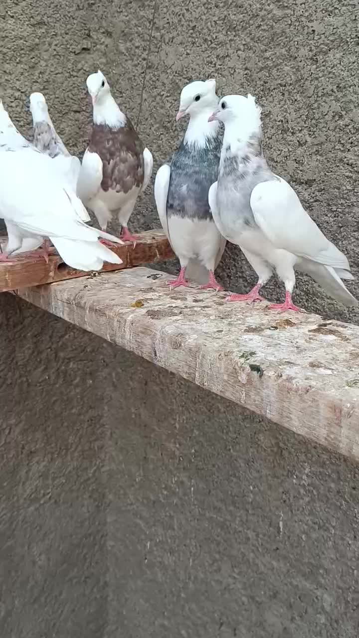 جوجه زاغ هندی وطوقی|پرنده|بندر ماهشهر, |دیوار