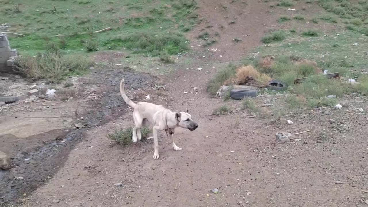 واگذاری سگ سرابی خالص طوله ۹ماهه|سگ|گرمی, |دیوار