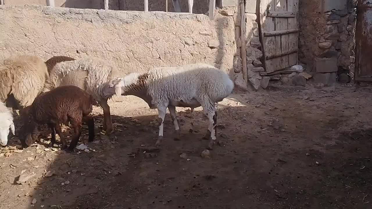 بره قوچ چینی|حیوانات مزرعه|جلگه شوقان, |دیوار