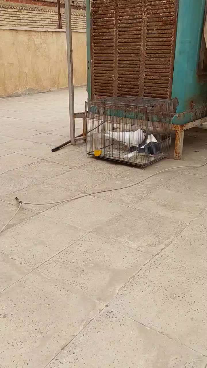 کبوترنروماده سیاه چادری|پرنده|اسلام‌شهر, شهرک مهدیه|دیوار