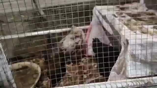 جوجه مرغ محلی|حیوانات مزرعه|سبزوار, ابوریحان|دیوار