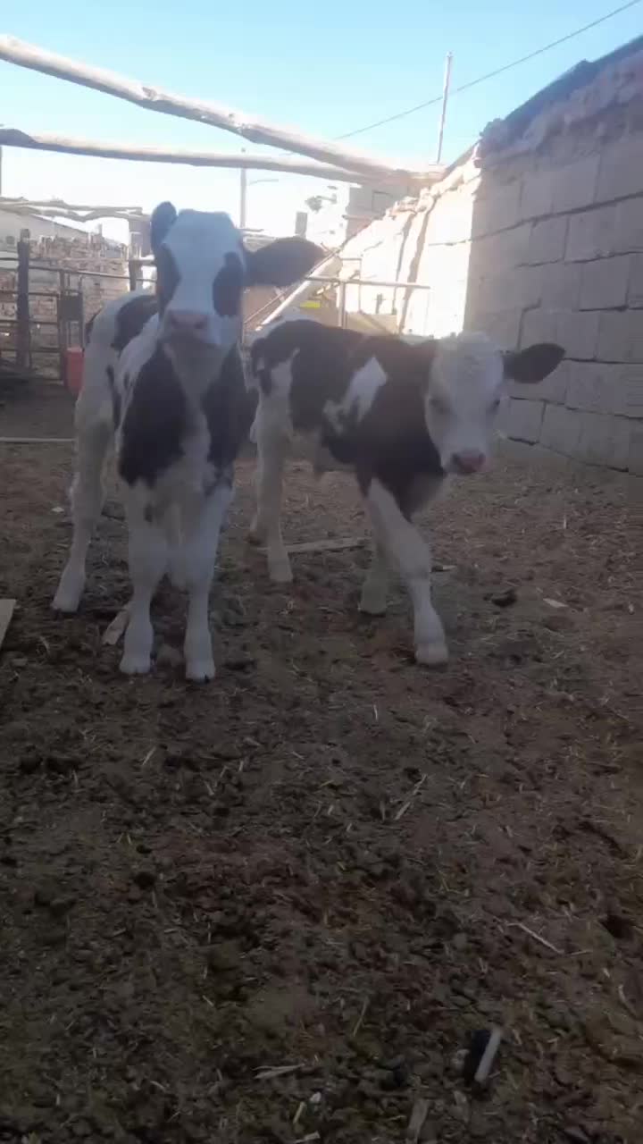 دو عدد گوساله سمینتال|حیوانات مزرعه|سده (خراسان جنوبی), |دیوار