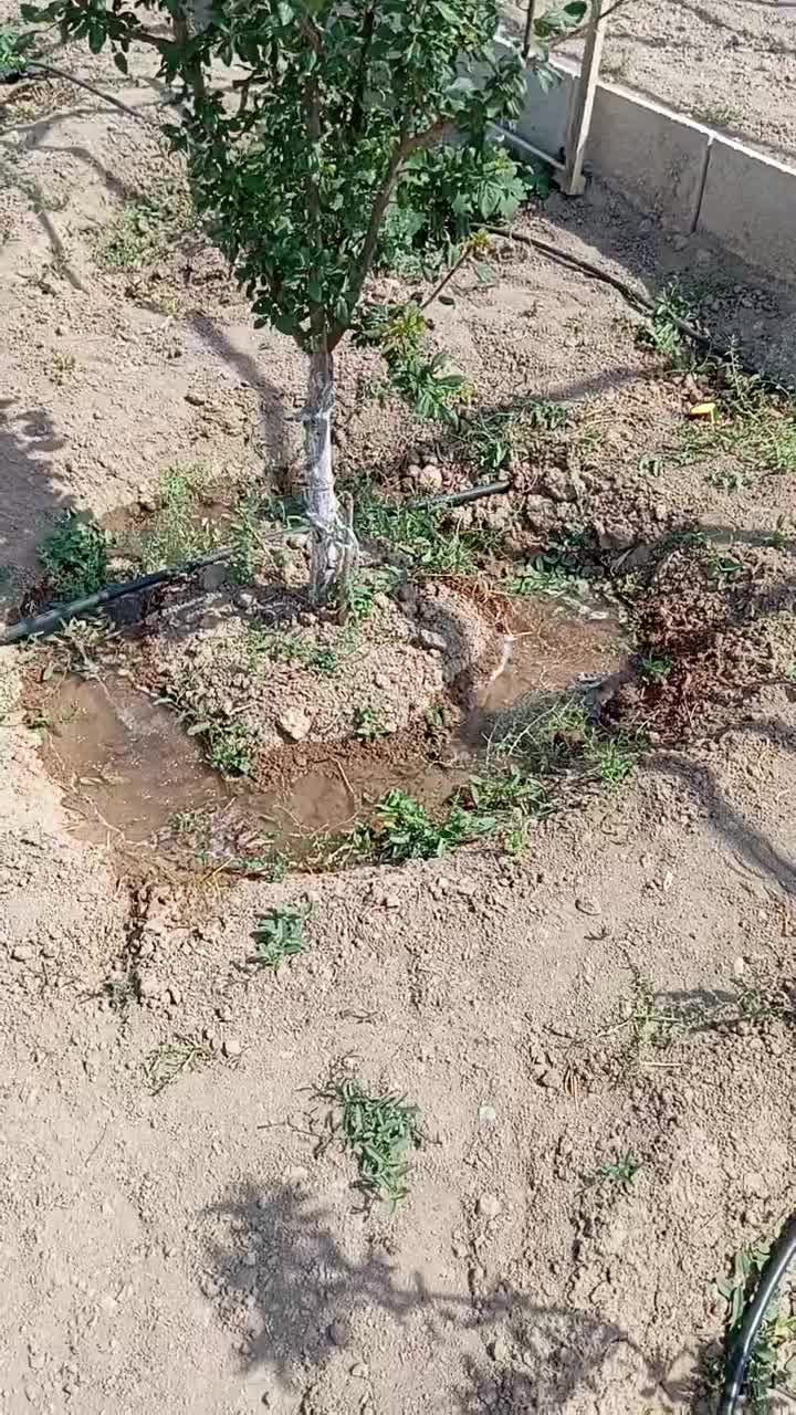 خدمات باغ و باغبانی|خدمات باغبانی و درختکاری|محمدشهر, همایون ویلا|دیوار