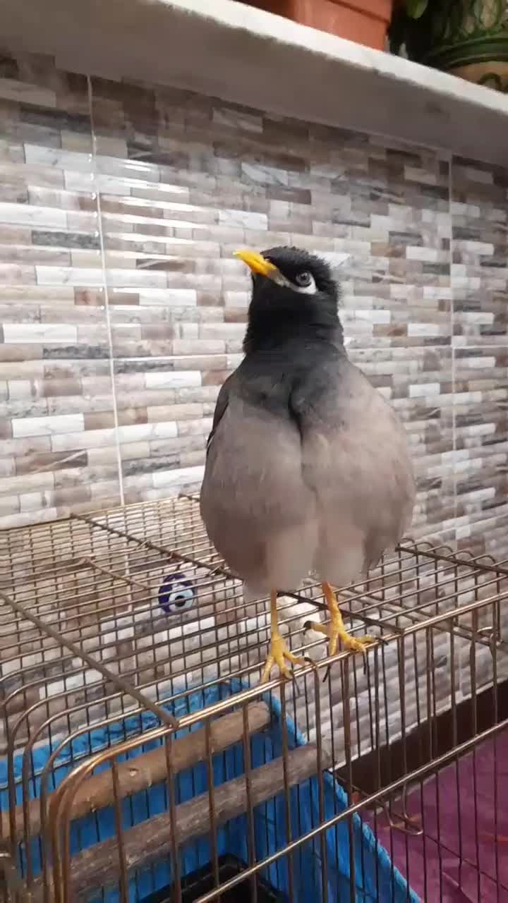 مرغ مینا سخنگو رخ در رخ پرو وراج به شرط|پرنده|تهران, استاد معین|دیوار