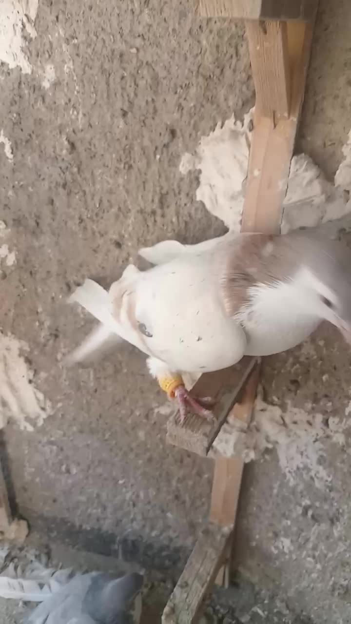 ساده هفت رنگ|پرنده|نیشابور, شهید بهشتی|دیوار