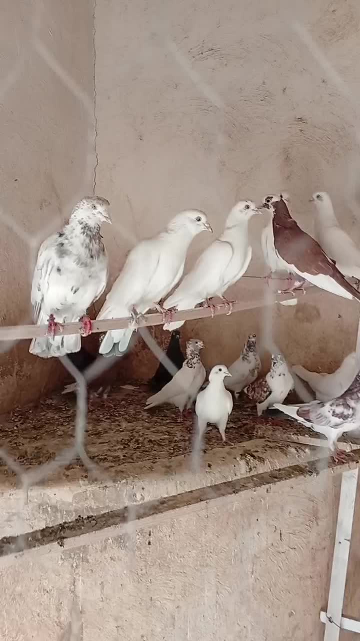 کفتر|پرنده|معصومیه, |دیوار