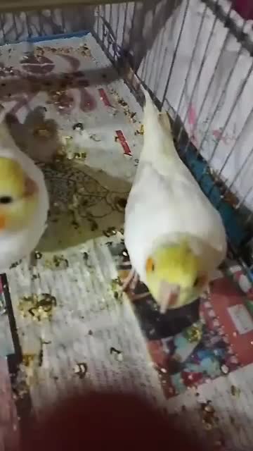 فروش سه عدد طوطی عروس|پرنده|اردبیل, |دیوار