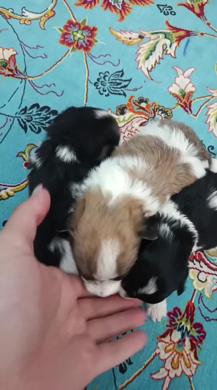 شیتزو خالص زیر قیمت فوری|سگ|تبریز, |دیوار