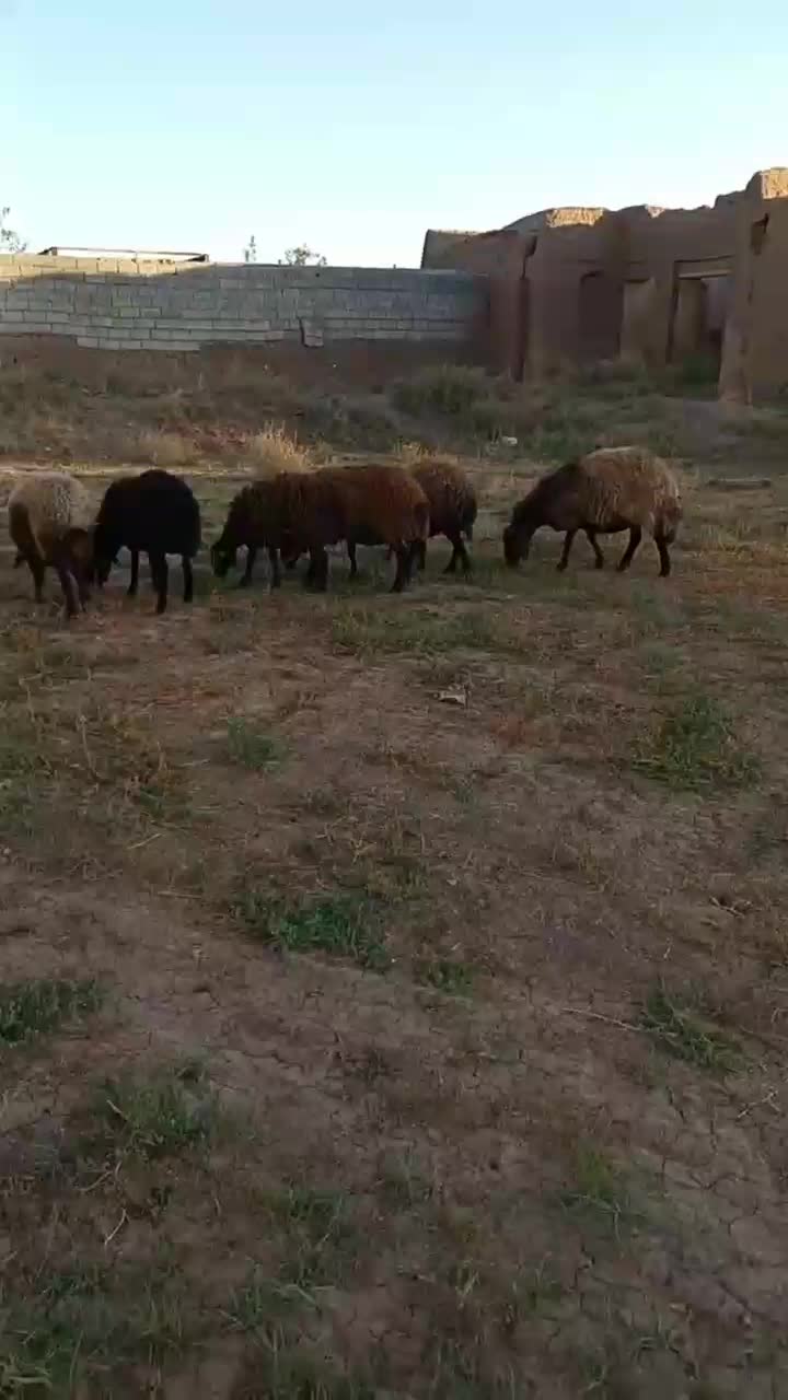 گوسفند چند قلو زا|حیوانات مزرعه|باشتین, |دیوار