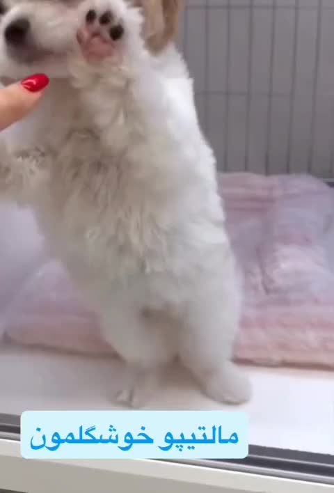 مالتیز|سگ|کرمانشاه, |دیوار