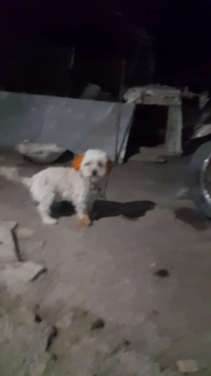 سگ پاکوتاه|سگ|اردبیل, |دیوار