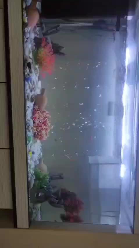 آکواریوم|ماهی|تهران, اتابک|دیوار