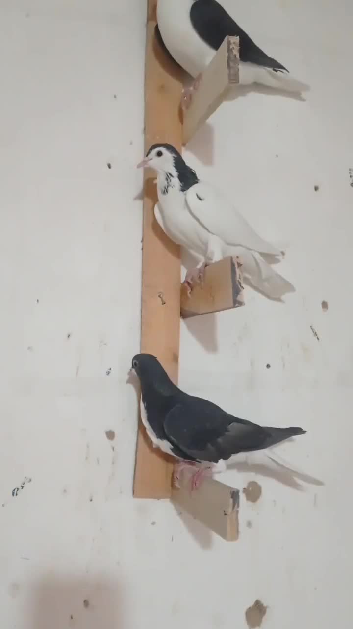 شهری ویال سیاه|پرنده|مرودشت, گندم|دیوار