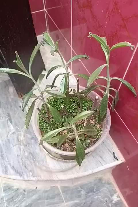 گیاه|آرایشی، بهداشتی، درمانی|نورآباد, |دیوار