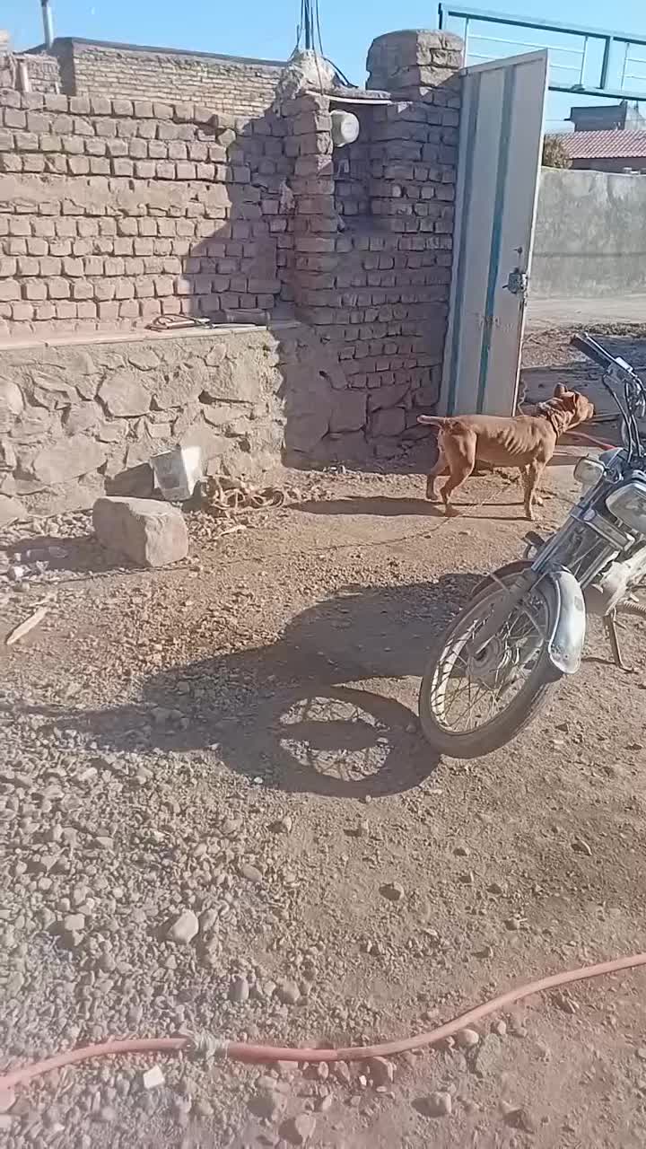 سگ پیتبول ماده زرنگ|سگ|نیشابور, مازول|دیوار