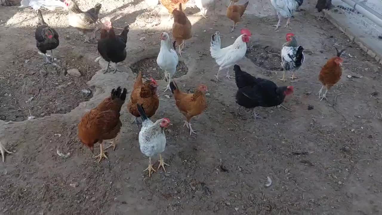 ۹ عدد مرغ خانگی|حیوانات مزرعه|بناب, |دیوار