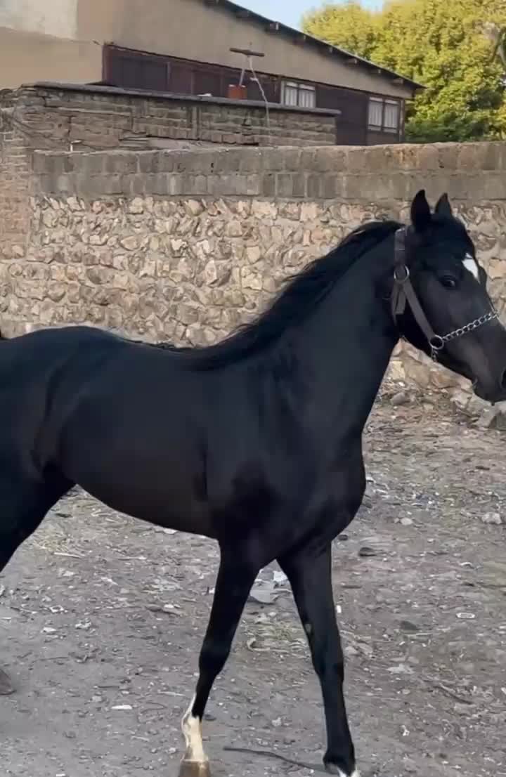 اسب کرد|اسب و تجهیزات اسب‌سواری|تهران, فرودگاه مهرآباد|دیوار