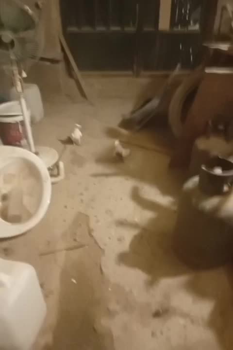 نروماده اماجفت نیستن|پرنده|کوهسار (البرز), |دیوار