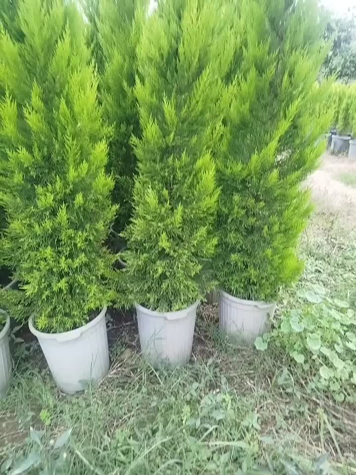 کاج لاوسون سرطلایی|خدمات باغبانی و درختکاری|عباس‌آباد, |دیوار