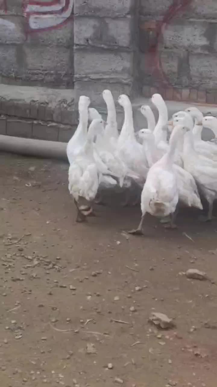 قوغاز|حیوانات مزرعه|میاندوآب, |دیوار