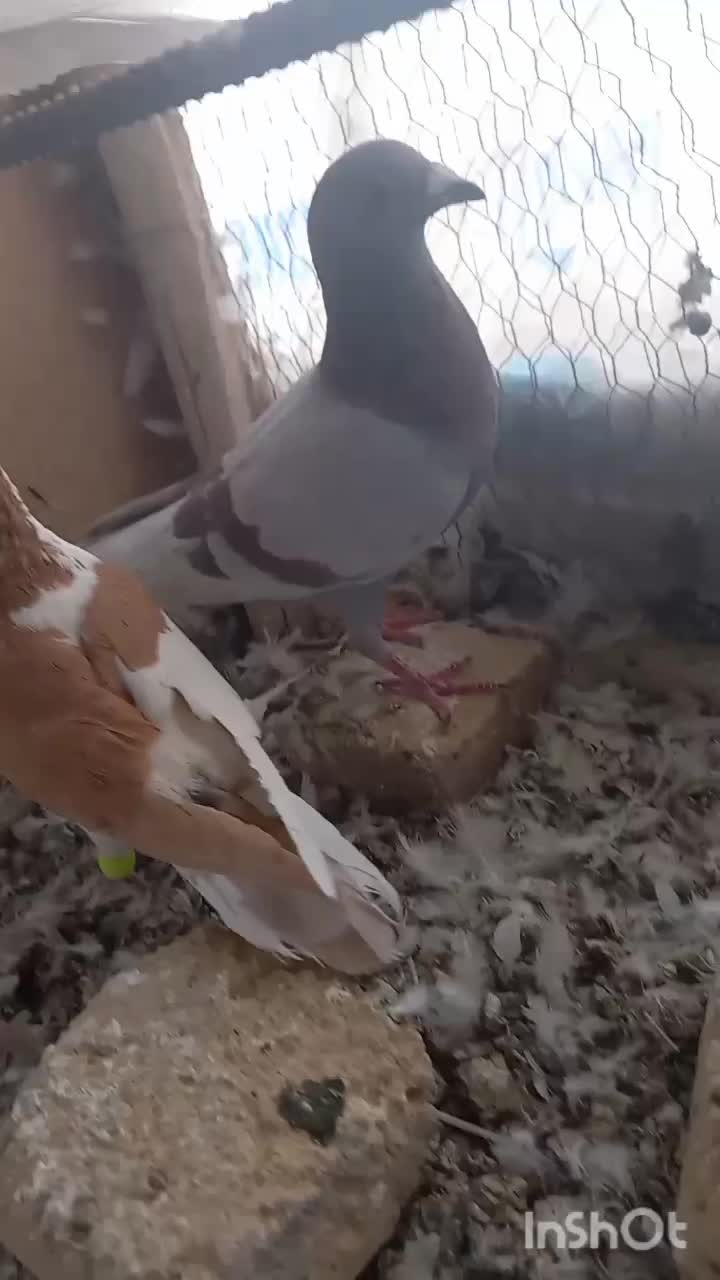 کبوتر رنگی|پرنده|سبزوار, جهاد کشاورزی|دیوار