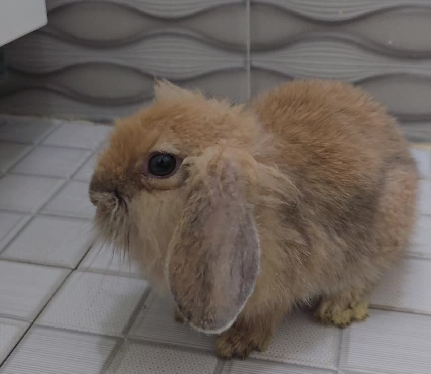 خرگوش لوپ مینیاتوری|موش و خرگوش|تهران, ابوذر|دیوار