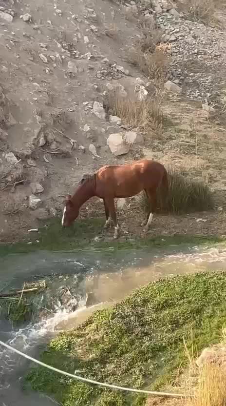 یه کره اسب|اسب و تجهیزات اسب‌سواری|پردیس, فاز ۶|دیوار